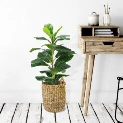 30" X 16" Artificial Fig Plant In Basket With Handles - LCG Florals -Finest Home Decoration GUEST 0326b1b8 f368 458f a224 cb96c395f245