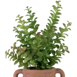 Northlight Real Touch™ Artificial Privet Plant In Vintage Milk Can Style Earthenware Pot - 14" -Finest Home Decoration GUEST 1a1172c0 8aee 449c 8a57 8427e2db7a0e