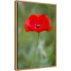 16" X 23" Poppy Flower By Richard And Susan Day Danita Delimont Framed Canvas Wall Art Red - Amanti Art 1 16" X 23" Poppy Flower By Richard And Susan Day Danita Delimont Framed Canvas Wall Art Red - Amanti Art -Finest Home Decoration GUEST 1e88f120 7068 4ffe a906 f840b3a347c4
