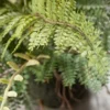 Sullivans Artificial Fern In Ball -Finest Home Decoration GUEST 245307e7 7113 4885 a516 ad2adcc5f8d7