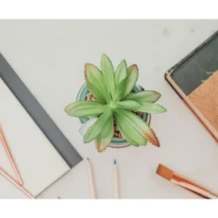 Silver Buffalo Star Wars Boba Fett Helmet 3-Inch Ceramic Mini Planter With Artificial Succulent -Finest Home Decoration GUEST 30324166 f4f2 4937 a48c 6b3dea7e7a60