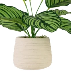 Northlight 13" Artificial Arrowroot Plant In Beige Ceramic Pot -Finest Home Decoration GUEST 375ea277 1ff2 43a8 87d2 9d4997b7a084
