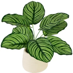 Northlight 13" Artificial Arrowroot Plant In Beige Ceramic Pot -Finest Home Decoration GUEST 473dae86 5300 4d2f 9768 35640d716124