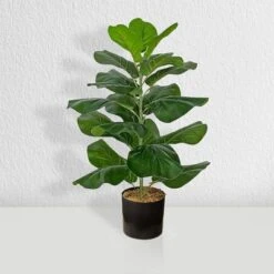 Forever Leaf 28" Artificial Fiddle Fig Leaf Plant In Black Pot, Indoor Artificial Plant For Home Decor 14 Forever Leaf 28" Artificial Fiddle Fig Leaf Plant In Black Pot, Indoor Artificial Plant For Home Decor -Finest Home Decoration GUEST 4e70d887 f86d 4d32 ab5e 74d2bc6a11e1