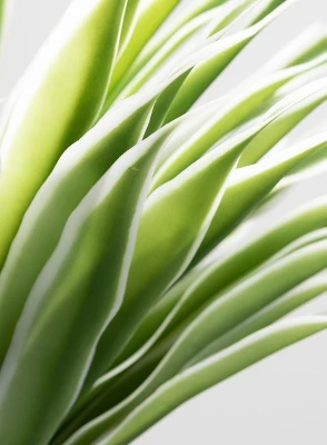 Sullivans Artificial Potted Varigated Agave 26"H Green 4 Sullivans Artificial Potted Varigated Agave 26"H Green - Image 2