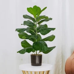 Forever Leaf 28" Artificial Fiddle Fig Leaf Plant In Black Pot, Indoor Artificial Plant For Home Decor 11 Forever Leaf 28" Artificial Fiddle Fig Leaf Plant In Black Pot, Indoor Artificial Plant For Home Decor -Finest Home Decoration GUEST 56b46fae c443 4f62 8bb5 44d49b4d5a80