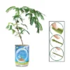 Collections Etc Touchy Mutchy Plant Planter Can Growing Kit 2.5 X 2.5 X 3.75 -Finest Home Decoration GUEST 597cbec6 e0d9 496e 9b70 bc5801d22e25