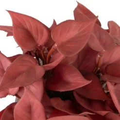 Northlight Real Touch™ Brick Red Artificial Peperomia Plant In Square Lattice Designed Pot - 7 " -Finest Home Decoration GUEST 70def9b5 7523 4339 9c8e 8910be785f4f