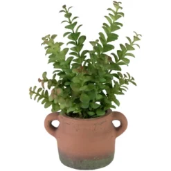 Northlight Real Touch™ Artificial Privet Plant In Vintage Milk Can Style Earthenware Pot - 14" -Finest Home Decoration GUEST 7bb5343f 410d 43a4 a6ac 409a8d669a88