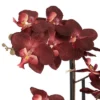 Studio 55D Potted Faux Artificial Flowers Realistic Red Orchid In Gray Vase With Black Riser For Home Decor Living Room 24" High -Finest Home Decoration GUEST 9ad344a2 327b 4c29 b2a7 7ccba2168721