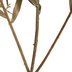 Vickerman Natural Botanicals 27" Rahul Stick Natural 8 Stems/Bunch. Each Rahul Stick Measures About 27 Inches Tall And 3.9 To 4.3 Inches Wide. It -Finest Home Decoration GUEST b63965e7 91f4 4107 92f8 c3906f0f82cb
