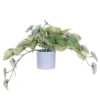 Vickerman 16" Artificial Light Green Variegated Leaves In Pot. 1 Vickerman 16" Artificial Light Green Variegated Leaves In Pot. -Finest Home Decoration GUEST beada497 ee1a 4c14 99bf 9743218de115