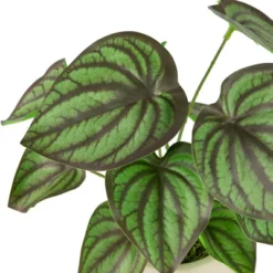 Northlight 10.25" Artificial Peperomia Plant In Two-Tone Ceramic Pot -Finest Home Decoration GUEST c2672db8 86e5 4fc6 9ac4 75c6abe68940