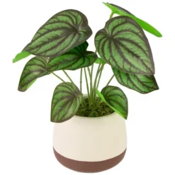 Northlight 10.25" Artificial Peperomia Plant In Two-Tone Ceramic Pot -Finest Home Decoration GUEST ceb505a8 7433 4ddc 8a90 0cd88726518c