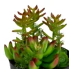 Northlight 8" Mixed Succulent Artificial Plant Arrangement In Pot - Green/Red 2 Northlight 8" Mixed Succulent Artificial Plant Arrangement In Pot - Green/Red -Finest Home Decoration GUEST ded2932b 616c 4f16 bbe6 607d43679b4d