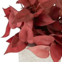 Northlight Real Touch™ Brick Red Artificial Peperomia Plant In Square Lattice Designed Pot - 7 " -Finest Home Decoration GUEST f8be36eb 260a 4740 a2df be126ce6c18d